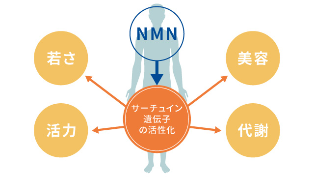 血流速度の向上